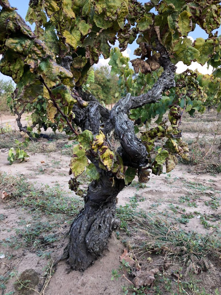 vinresor, Anette Rosvall, prephyloxera, vinranka, Grekland