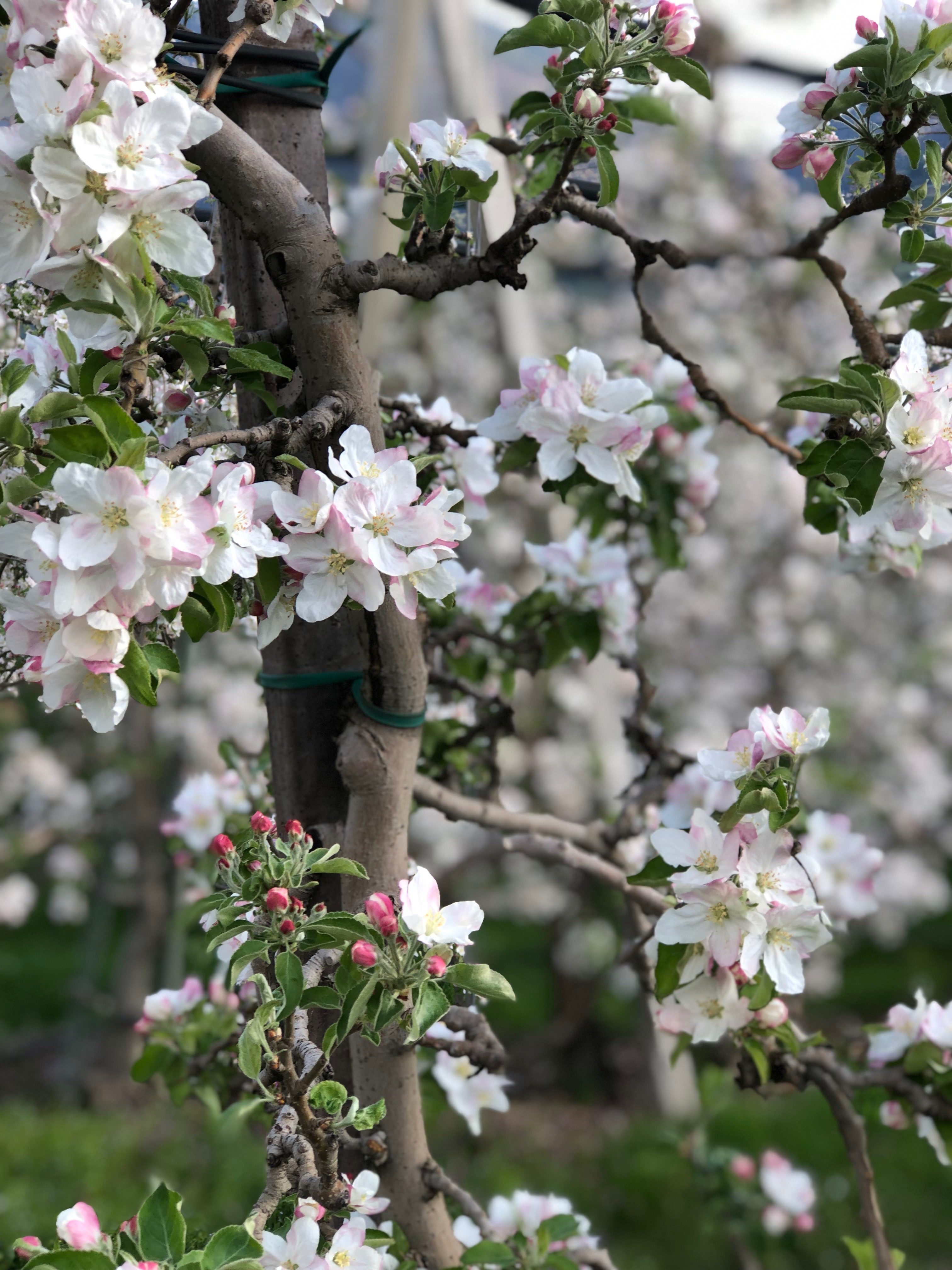 äppelblom, äpplen, blommor, Alto-Adige, Sydryrolen
